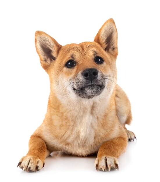 Shiba inu na bielu odizolowywającym