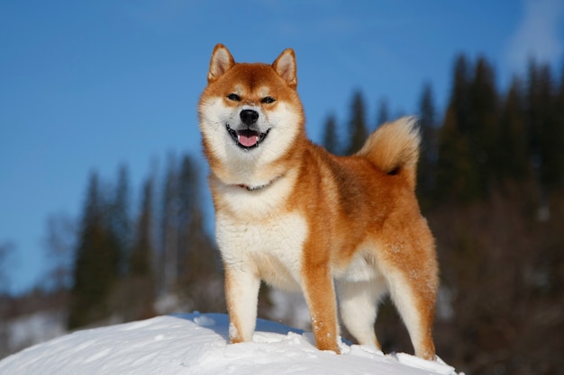 Zdjęcie shiba inu na zewnątrz w zimie