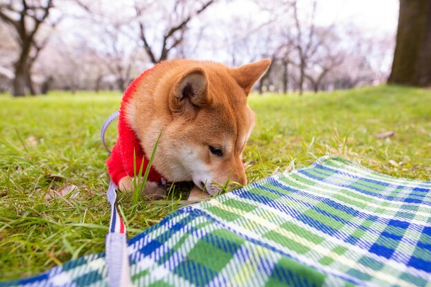 Shiba inu pies stojący na trawie w parku pies w zielonej trawie i tle drzew