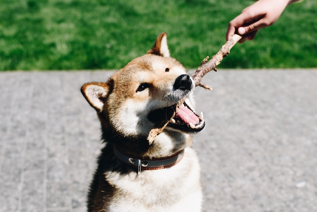 Shiba Inu Pies Trzyma Kij W Usta Podczas Zabawy Z Mężczyzną Na Zewnątrz W Słoneczny Dzień