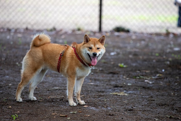 Shiba inu portret plenerowy w lecie stojący w parku stoisko w lesie