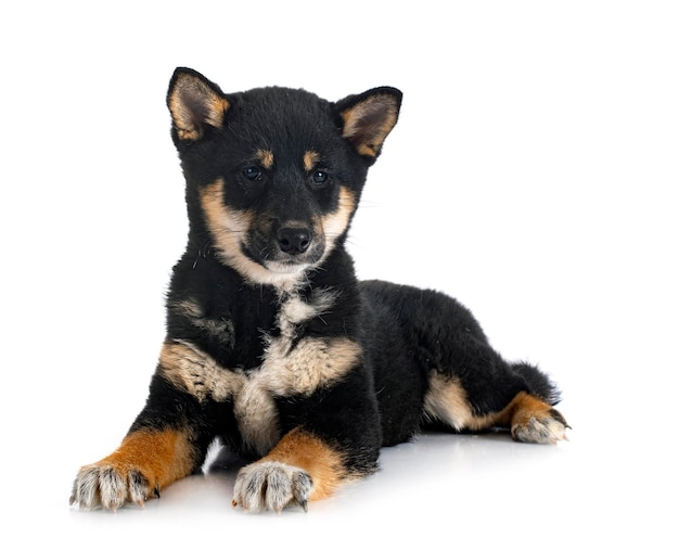 Shiba inu przed białym tłem