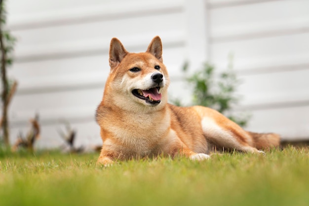 Zdjęcie shiba inu rasy psów siedzących na zielonym trawniku shiba inu rasa psów są małą rasą