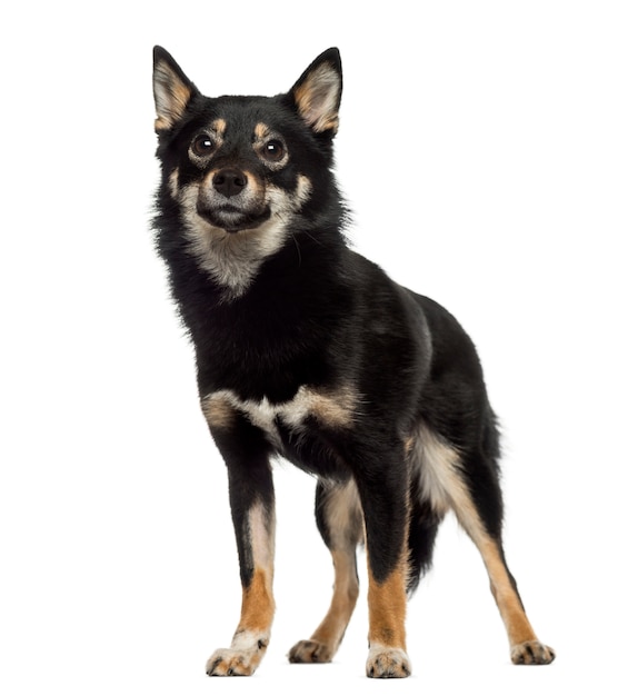 Shiba Inu stoi i patrzy