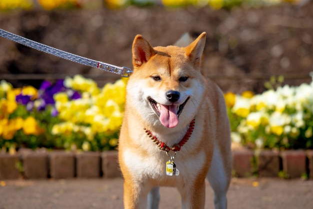 Shiba Inu stoi na tle kwiatów Portret Shiba Inu na zewnątrz latem Szczęśliwy pies w parku