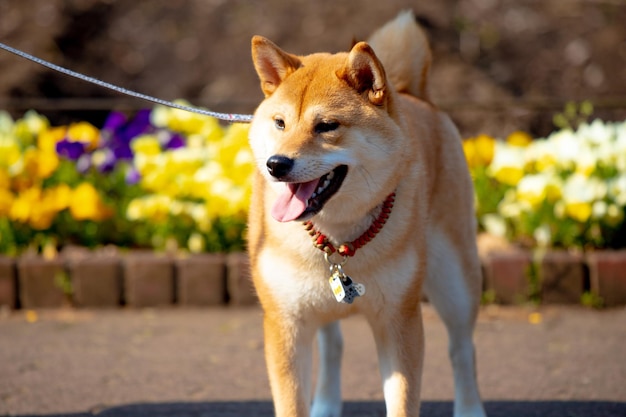 Shiba Inu stoi na tle kwiatów Portret Shiba Inu na zewnątrz latem Szczęśliwy pies w parku