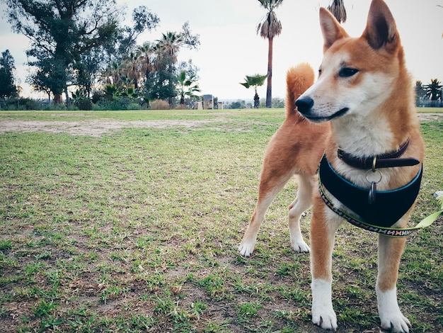Shiba inu stojący na trawiastym polu w parku