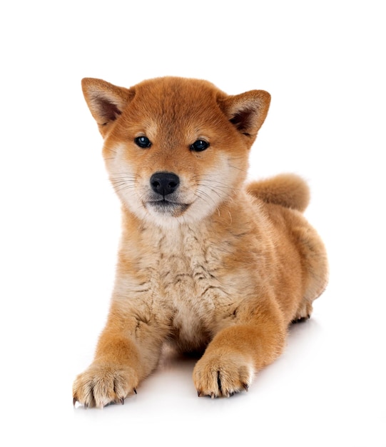 Shiba Inu W Studio