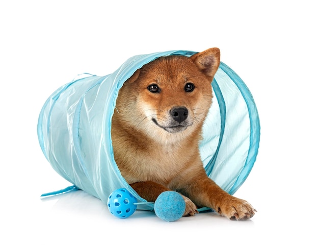 shiba inu w studio