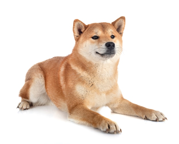 Shiba inu z przodu