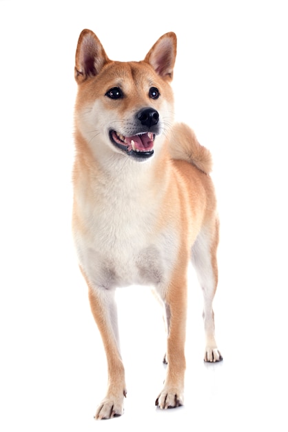 Shiba Inu