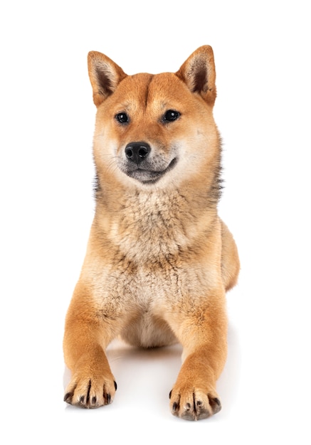 Shiba inu