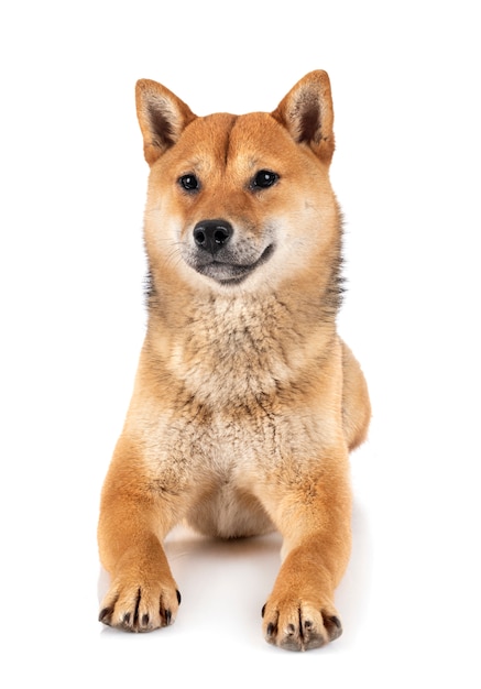 Zdjęcie shiba inu