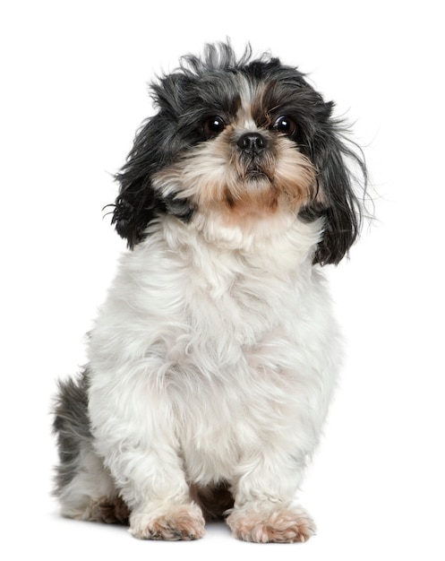 Shih Tzu, 7 lat. Portret psa na białym tle