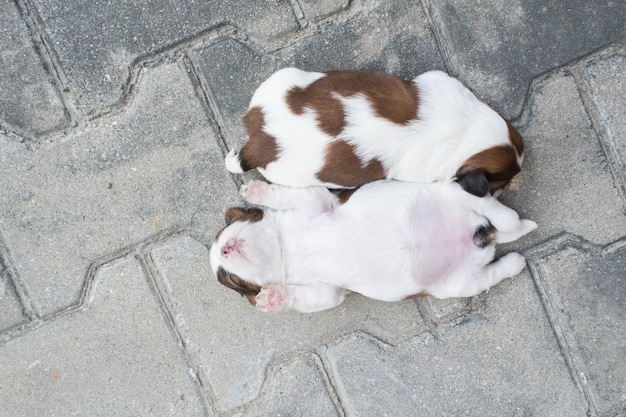 Shih Tzu, dwa tygodnie, słodkie szczenięta śpią na podłodze.