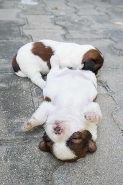 Shih Tzu, dwa tygodnie, słodkie szczenięta śpią na podłodze.