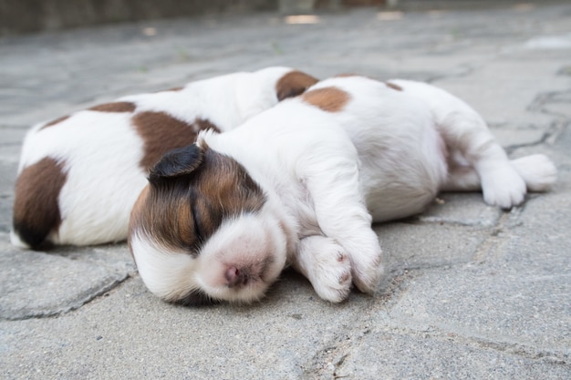 Shih Tzu, dwa tygodnie