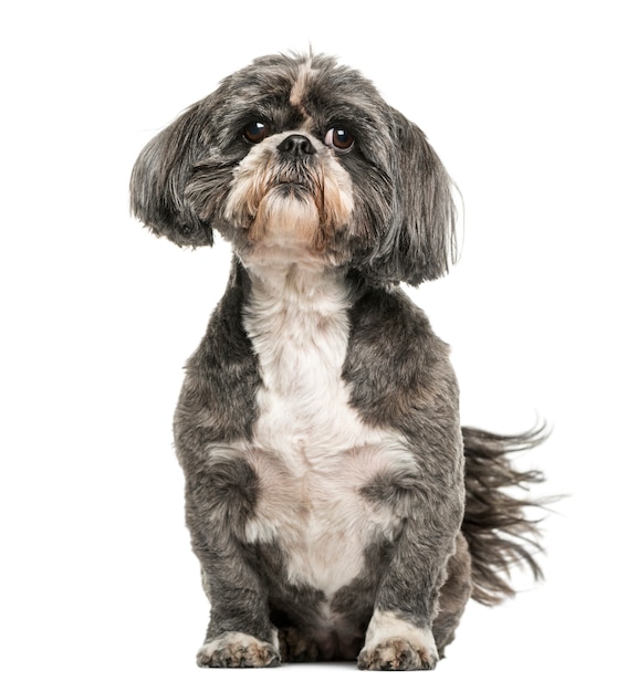 Shih Tzu na białym tle