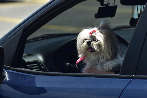 Shih-tzu, pies