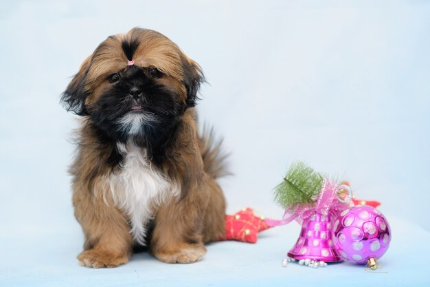 Shih Tzu siedzi na jasnym tle obok świątecznej kuli i dzwonka.