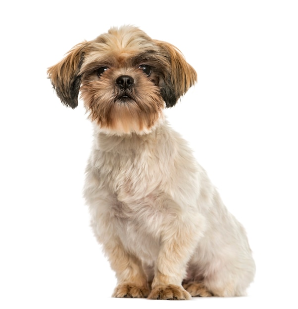 Shih tzu siedzi, patrząc w kamerę na białym tle