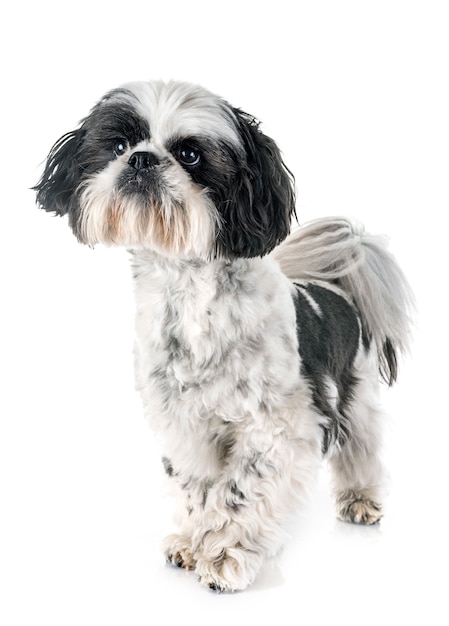 Shih Tzu W Studio