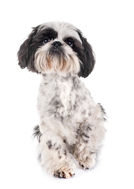 shih tzu w studio