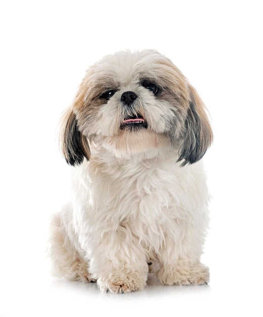 shih tzu w studio