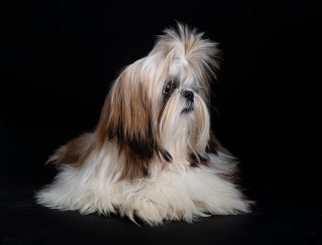 shih tzu w studio