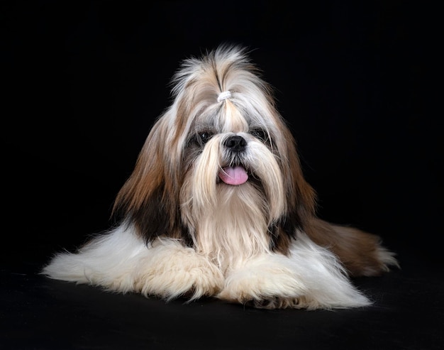 shih tzu w studio