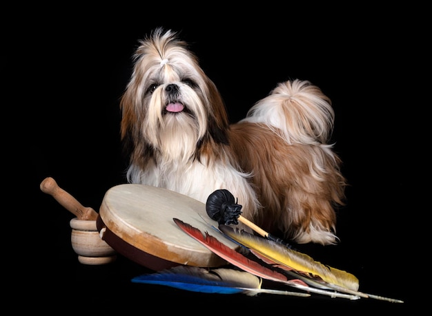 shih tzu w studio