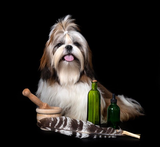 shih tzu w studio