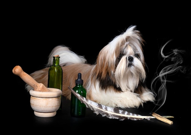 shih tzu w studio
