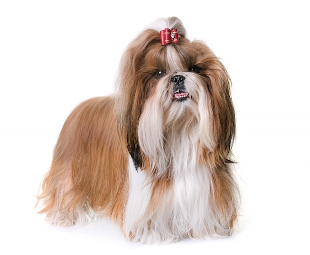 shihtzu w studio