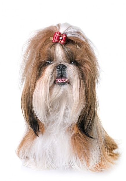 shihtzu w studio