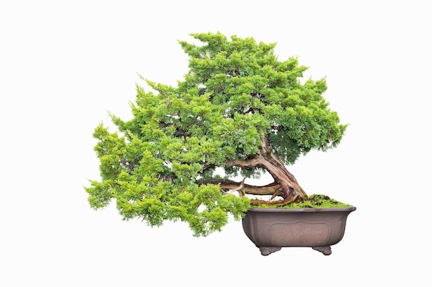 Shimpaku jałowiec bonsai na białym tle na białym tle