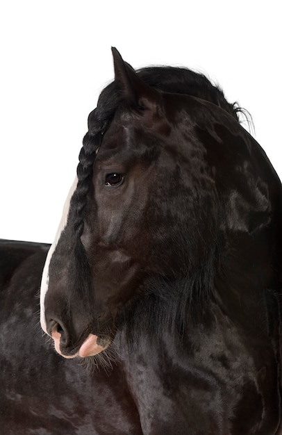 Shire Horse odwracający wzrok na białej powierzchni