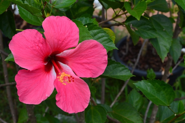 Shoe Flower Hibiscus Róża chińska