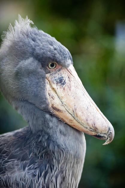 Shoebill lat Balaeniceps rex alias Whalehead