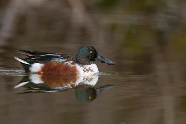 Shoveler sam Anas clypeata Malaga Hiszpania