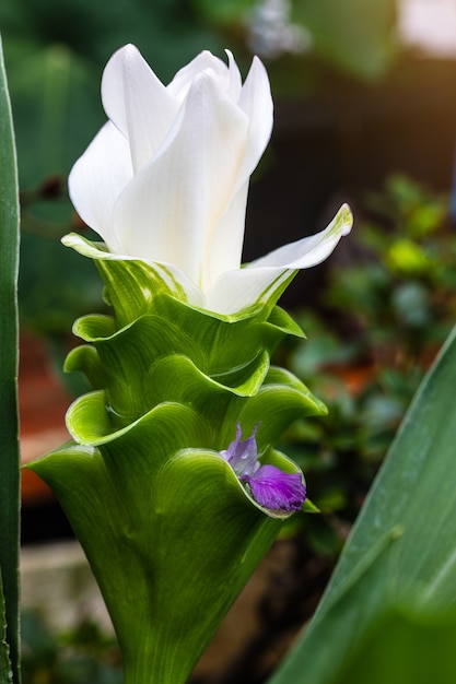 Siam tulipan, piękne kwiaty w porze deszczowej.