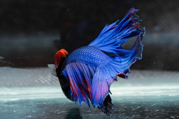 Zdjęcie siamskie ryby walczące piękne niebieskie i czerwone ryby na czarnym tle