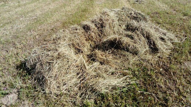 Siano na zboczu góry obraz suchej trawy ułożonej w stos o fakturze naturalnego materiału