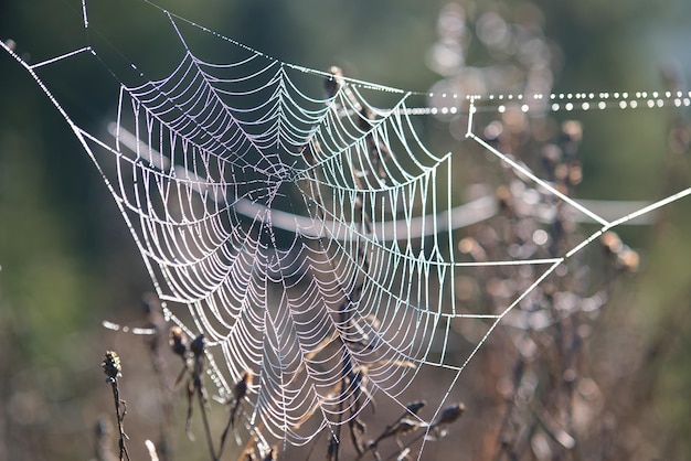 Siatka pająka na zewnątrz w słoneczny letni lub jesienny dzień Naturalne dzikie życie