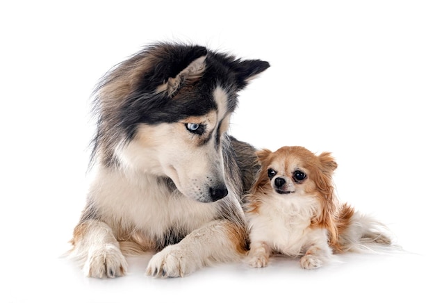 Siberian husky i chihuahua w studio