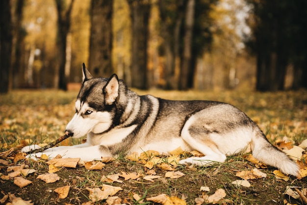 Siberian Husky leżącego w żółtych liściach