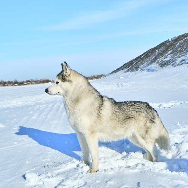 Siberian husky na śniegu w jasny, słoneczny dzień.