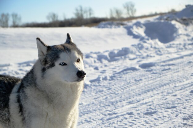 Siberian husky na śniegu w jasny, słoneczny dzień.