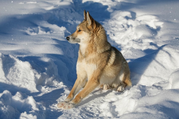 Siberian husky na tle zimowej przyrody