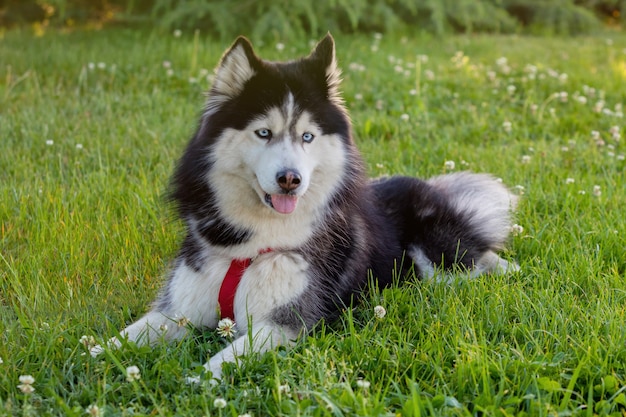 Siberian Husky na trawie